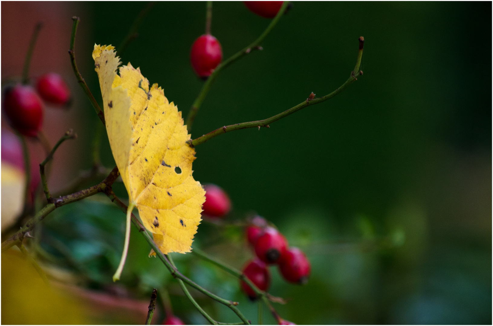 der Herbst ist da!