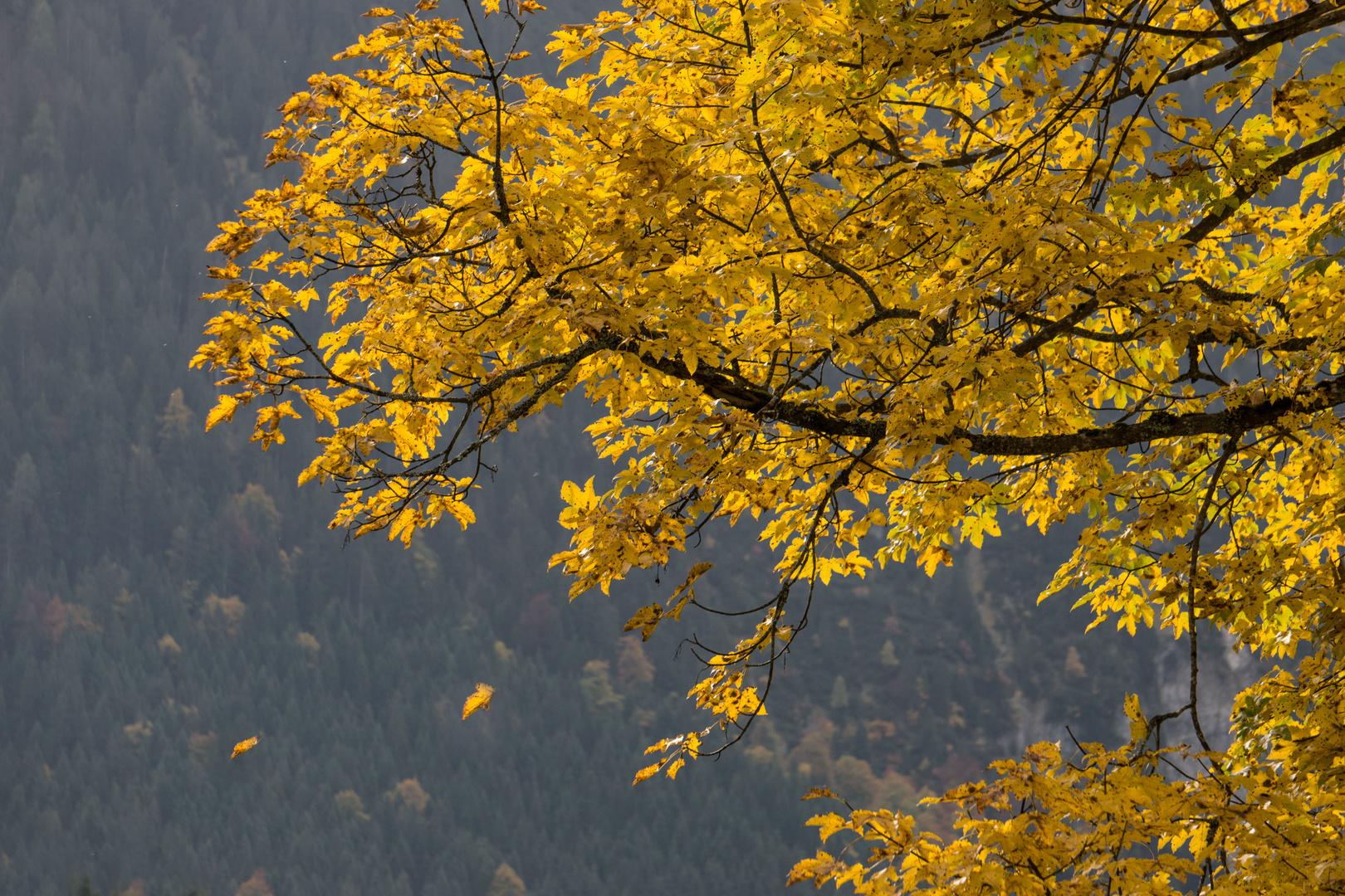 Der Herbst ist da