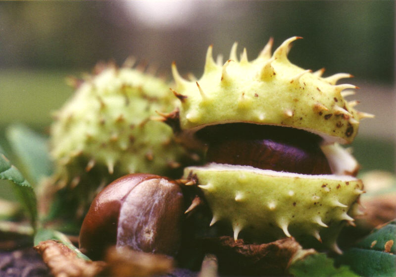 der Herbst ist da - es gibt wieder Kastanien