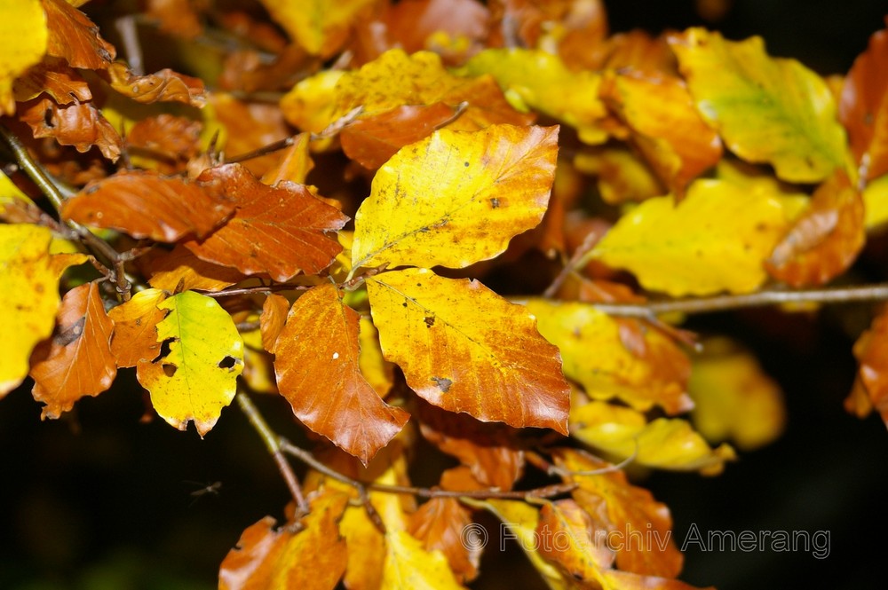 Der Herbst ist da