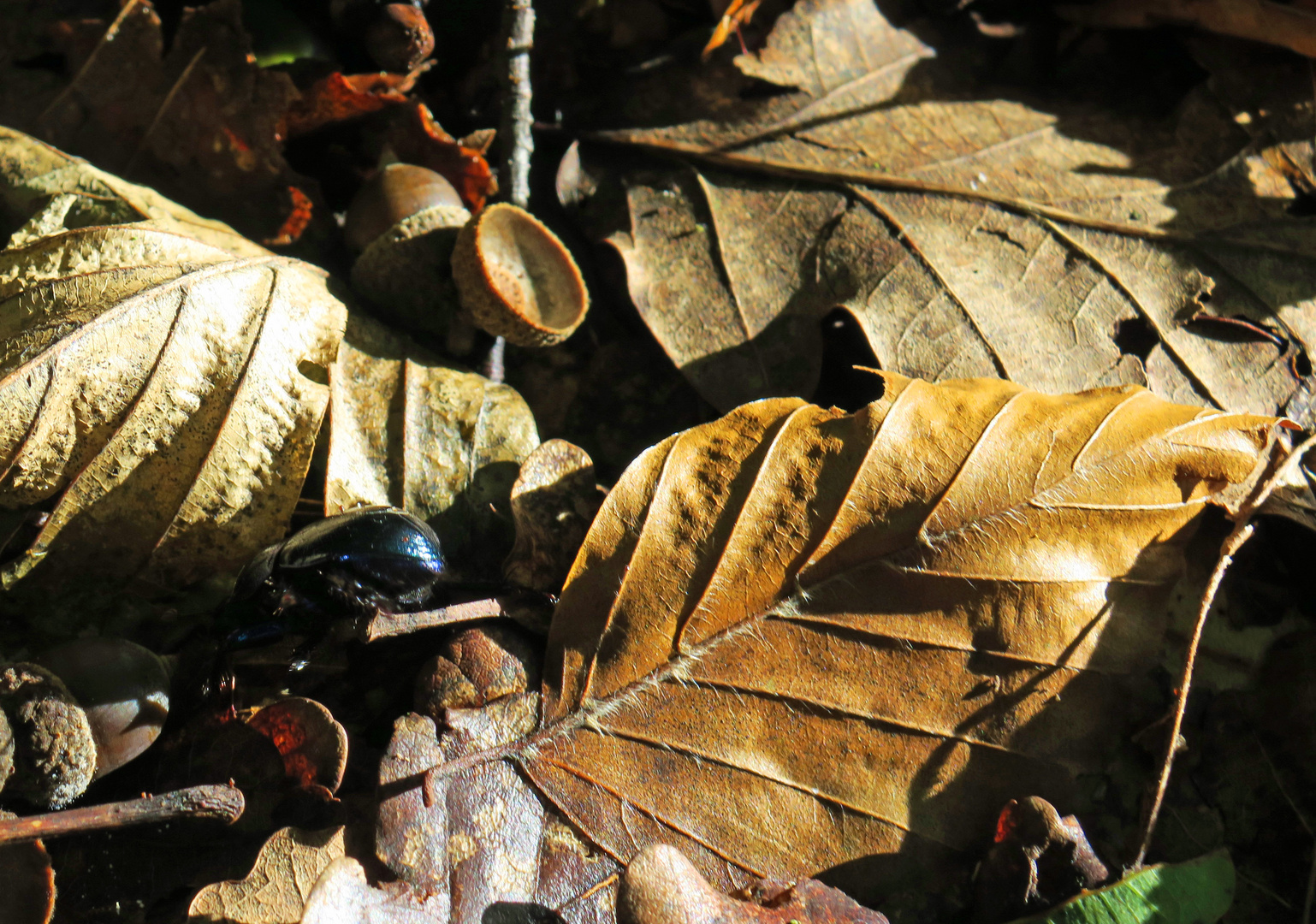 der Herbst ist da