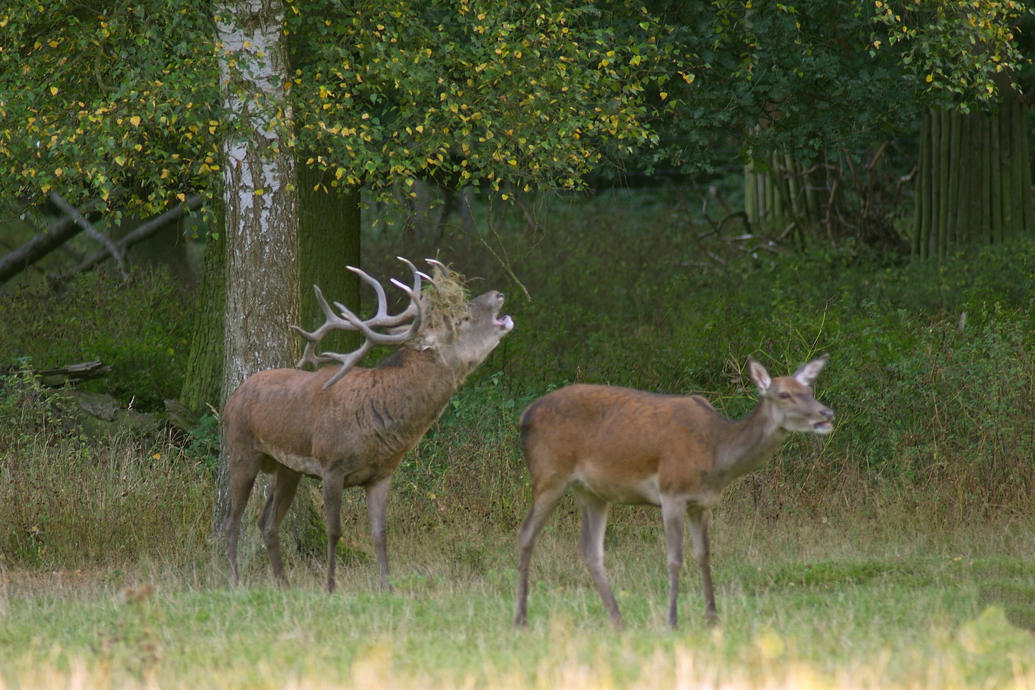 Der Herbst ist da !!!!! Hirschbrunft hat angefangen