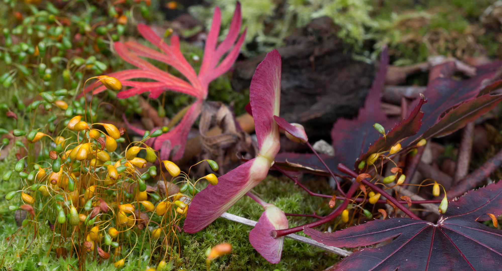 ***Der Herbst ist da - im Juni!***