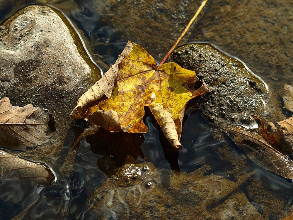 Der Herbst ist da L'automne est là