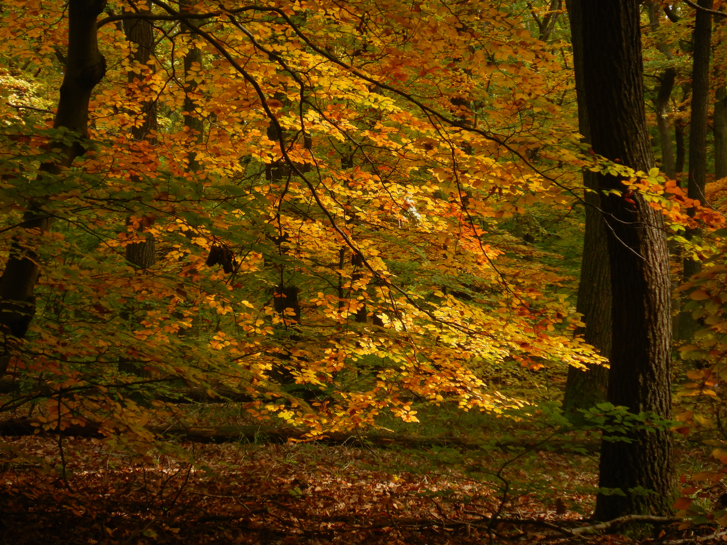 Der Herbst ist das Kapital der Photographin