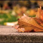 Der Herbst ist der Frühling des Winters.