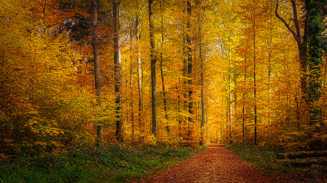 Der Herbst ist der Frühling des Winters