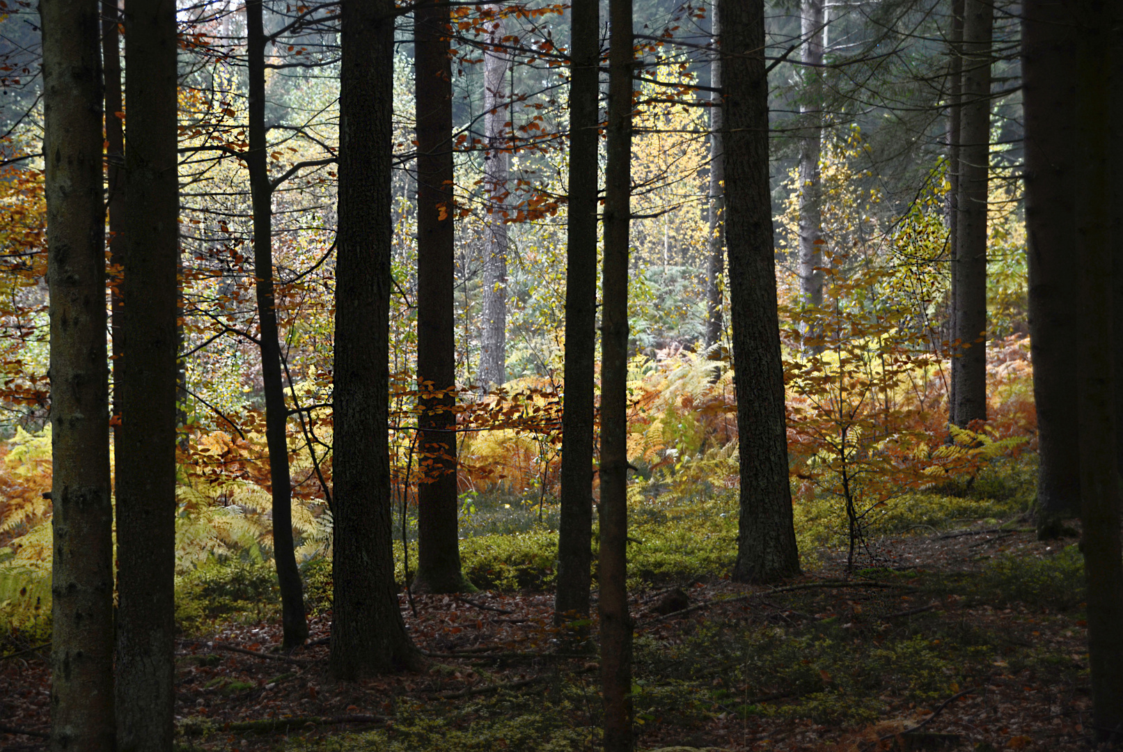 der herbst ist der frühling des winters.