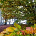 Der Herbst ist der Frühling des Winters