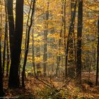 der Herbst ist der Frühling des Winters