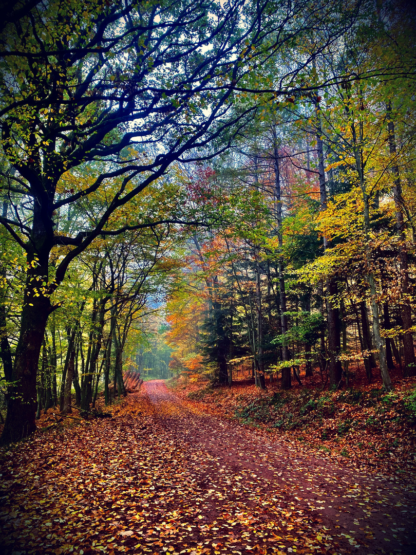 Der Herbst ist die Jahreszeit in der die Natur die Seite umblättert.