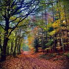 Der Herbst ist die Jahreszeit in der die Natur die Seite umblättert.