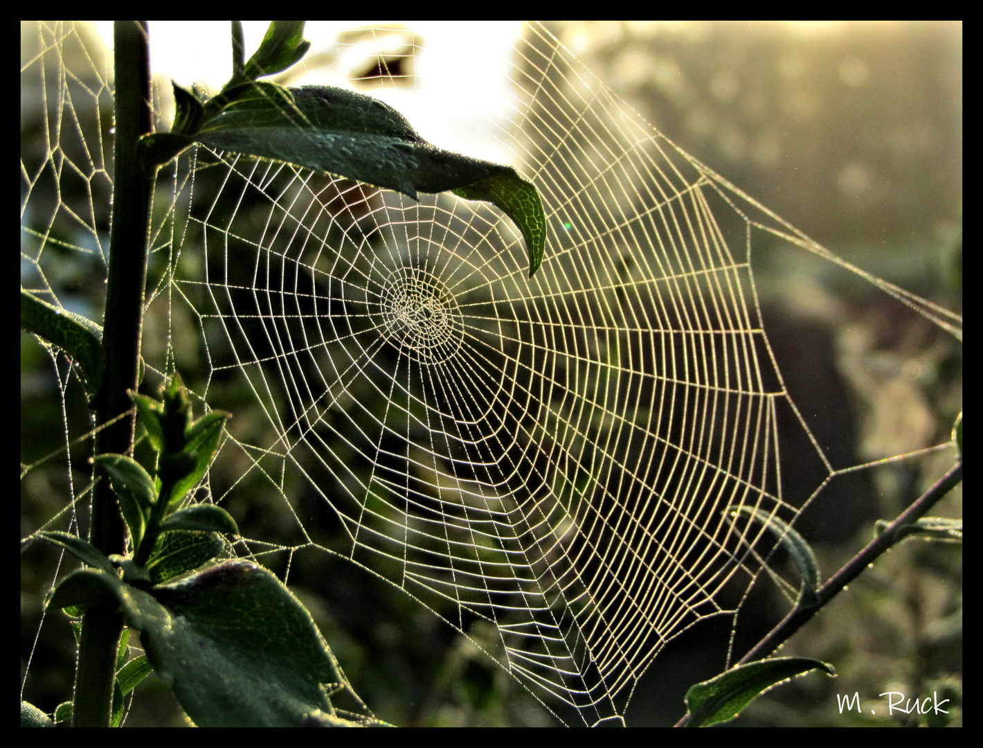 Der Herbst ist die Zeit der Spinnweben 