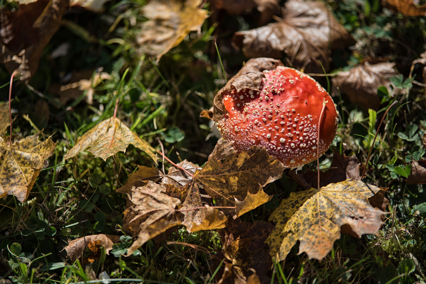 der Herbst ist die zweite