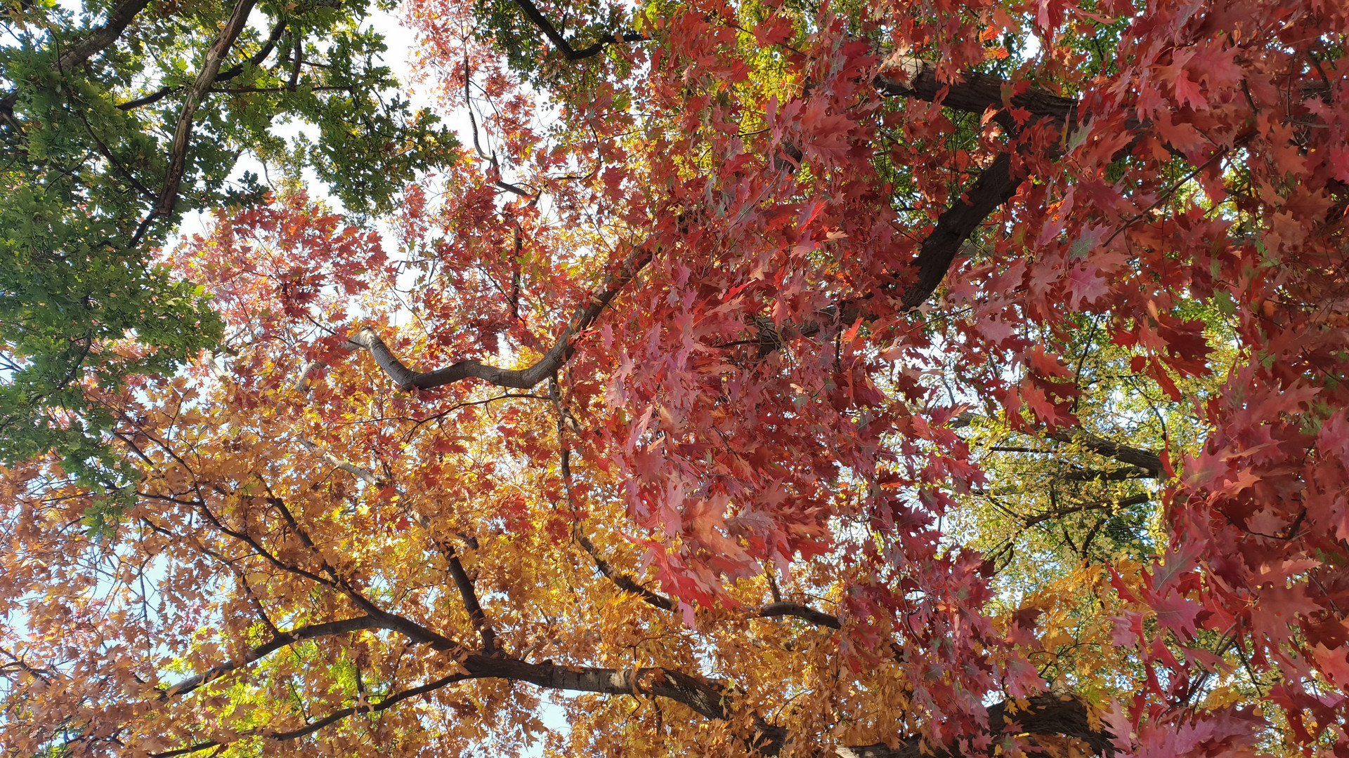 Der Herbst ist ein Künstler