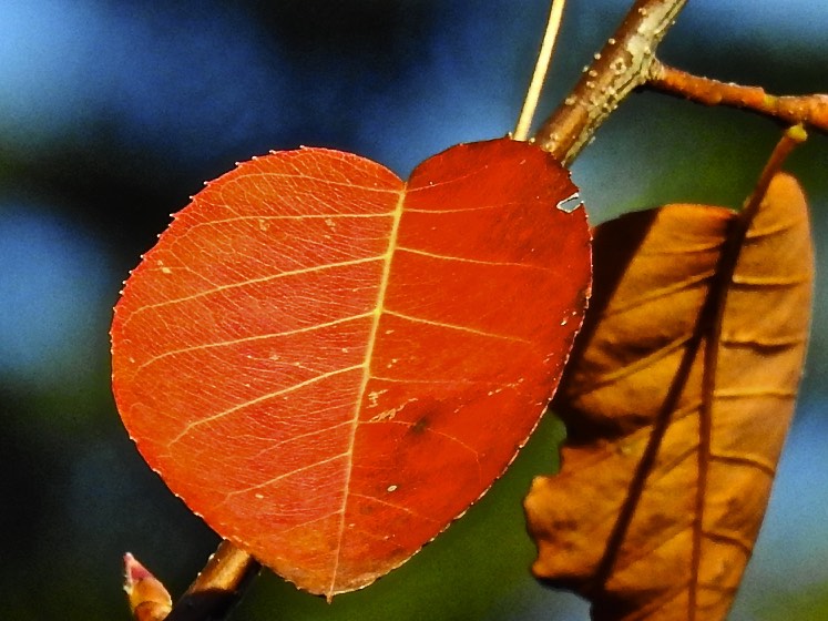 Der Herbst ist ein Künstler