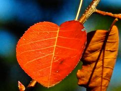 Der Herbst ist ein Künstler