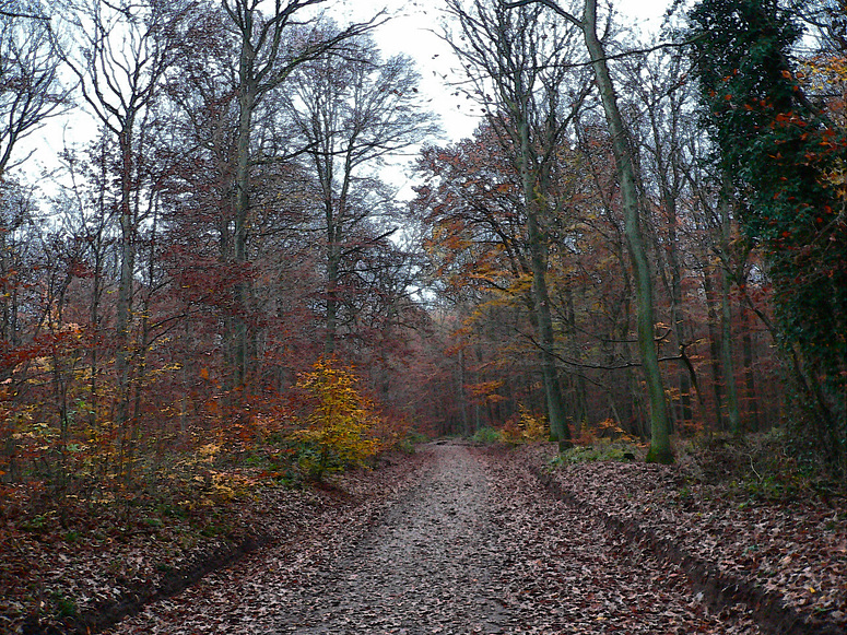 Der Herbst ist ein Maler