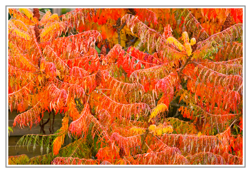 Der Herbst ist ein zweiter Frühling, wo jedes Blatt zur Blüte wird