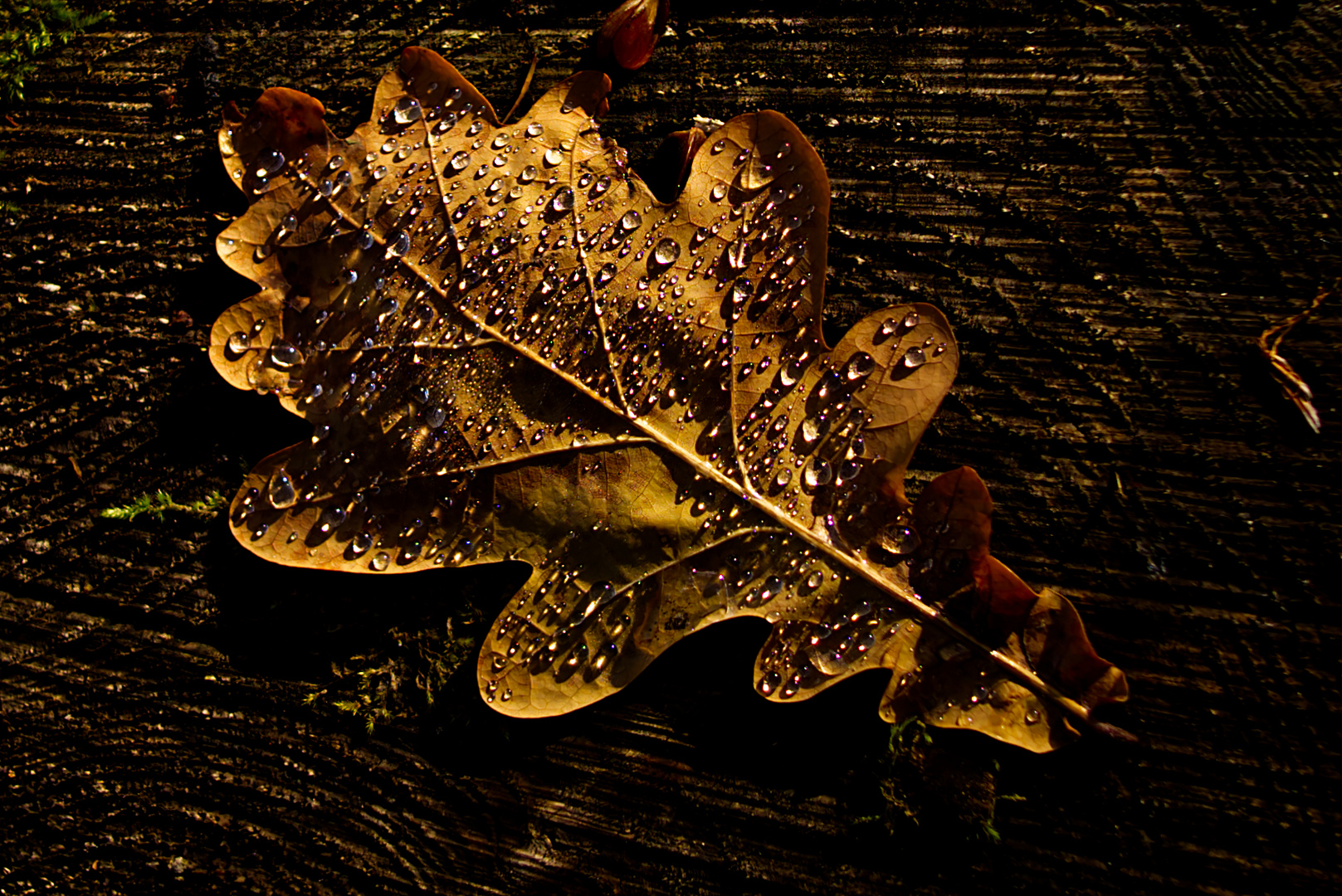 Der Herbst ist ein zweiter Frühling wo jedes Blatt zur Blüte wird.