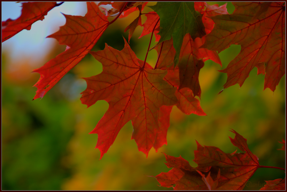 Der Herbst ist eine wunderschöne Zeit...