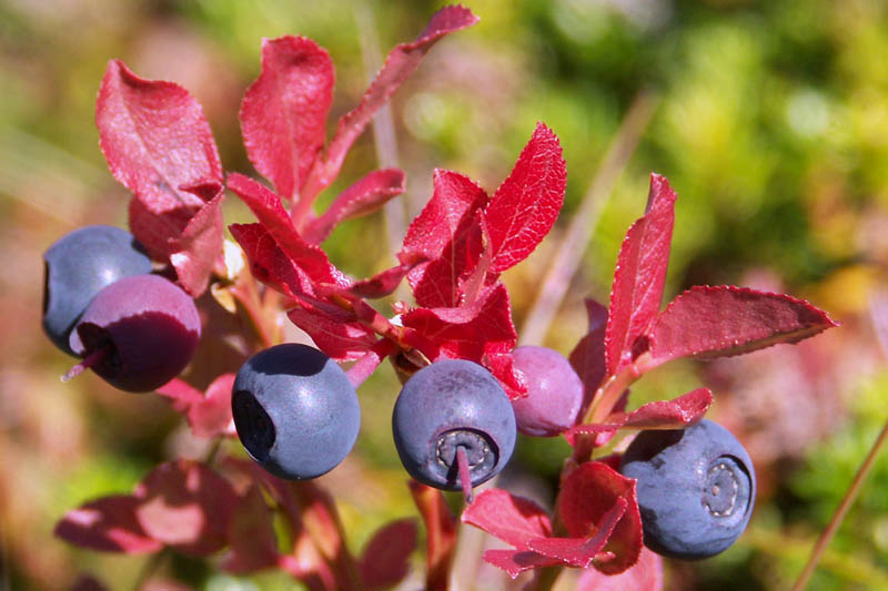 Der Herbst ist eingezogen