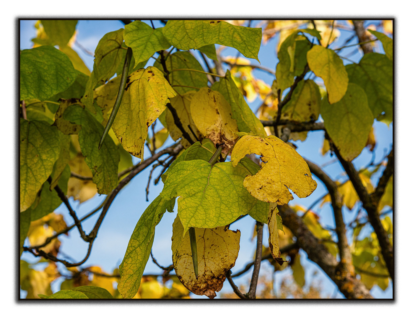 Der Herbst ist gekommen