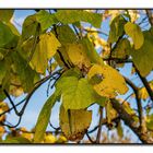 Der Herbst ist gekommen