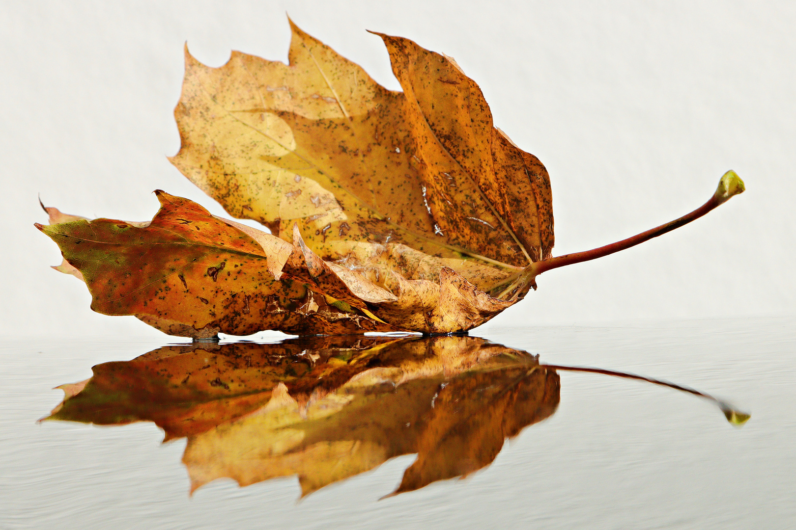 Der Herbst ist gekommen