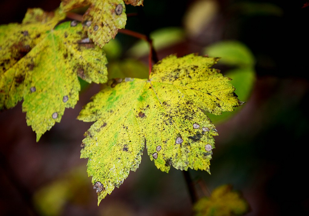 der Herbst ist gekommen...