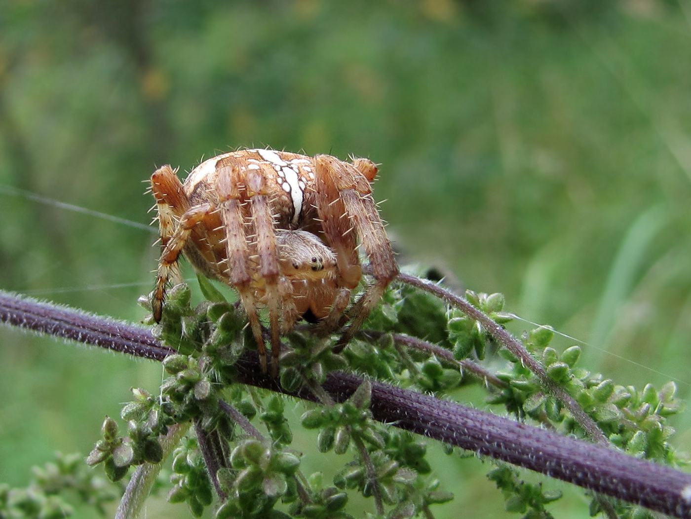 Der Herbst ist ihre Zeit