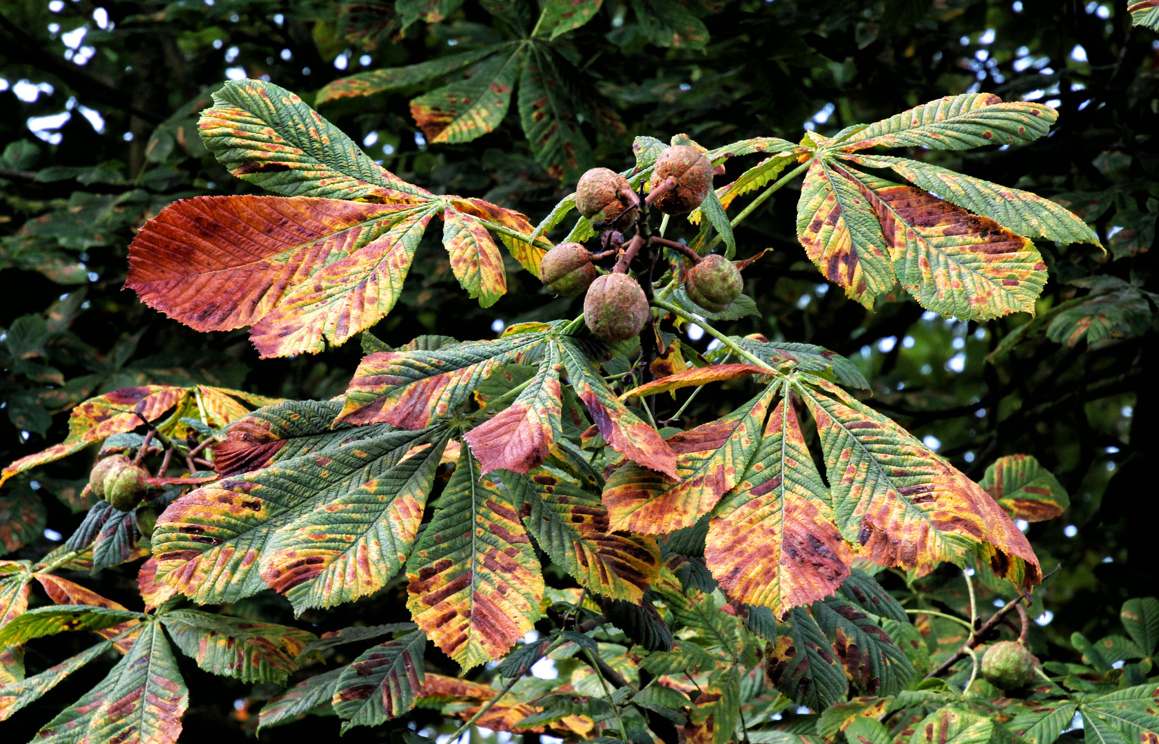 Der Herbst ist im Anmarsch...