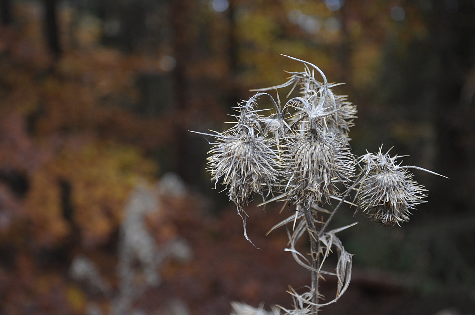 Der Herbst ist im Anmarsch