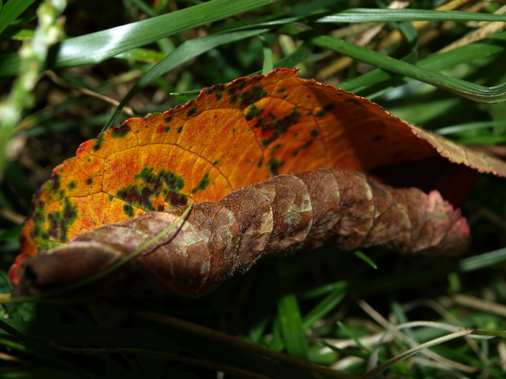 der herbst ist im anrollen