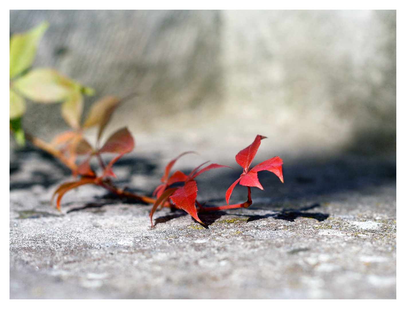 Der Herbst ist immer unsre beste Zeit ...