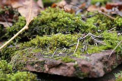 der Herbst ist mächtig im Detail