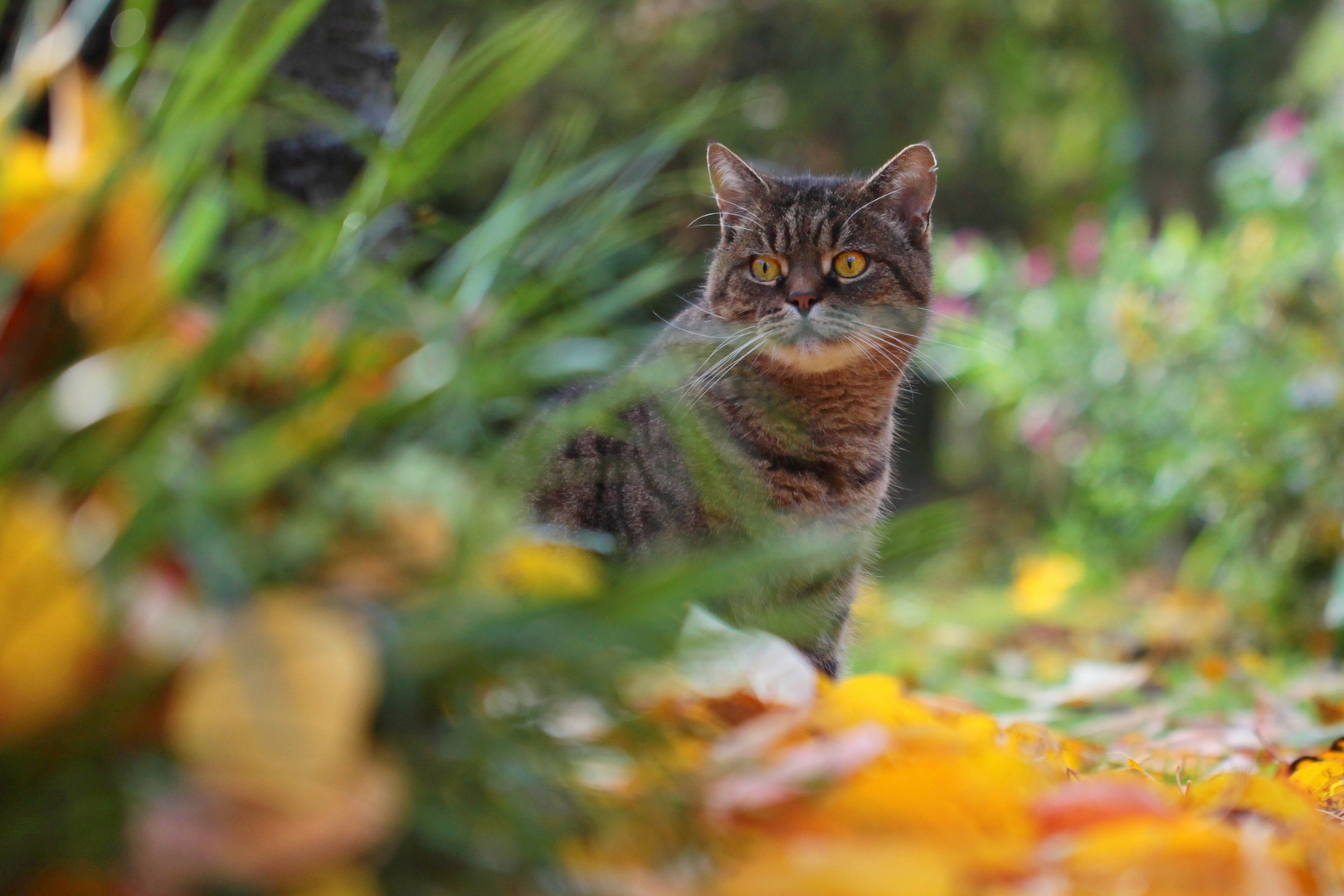 der Herbst ist mein