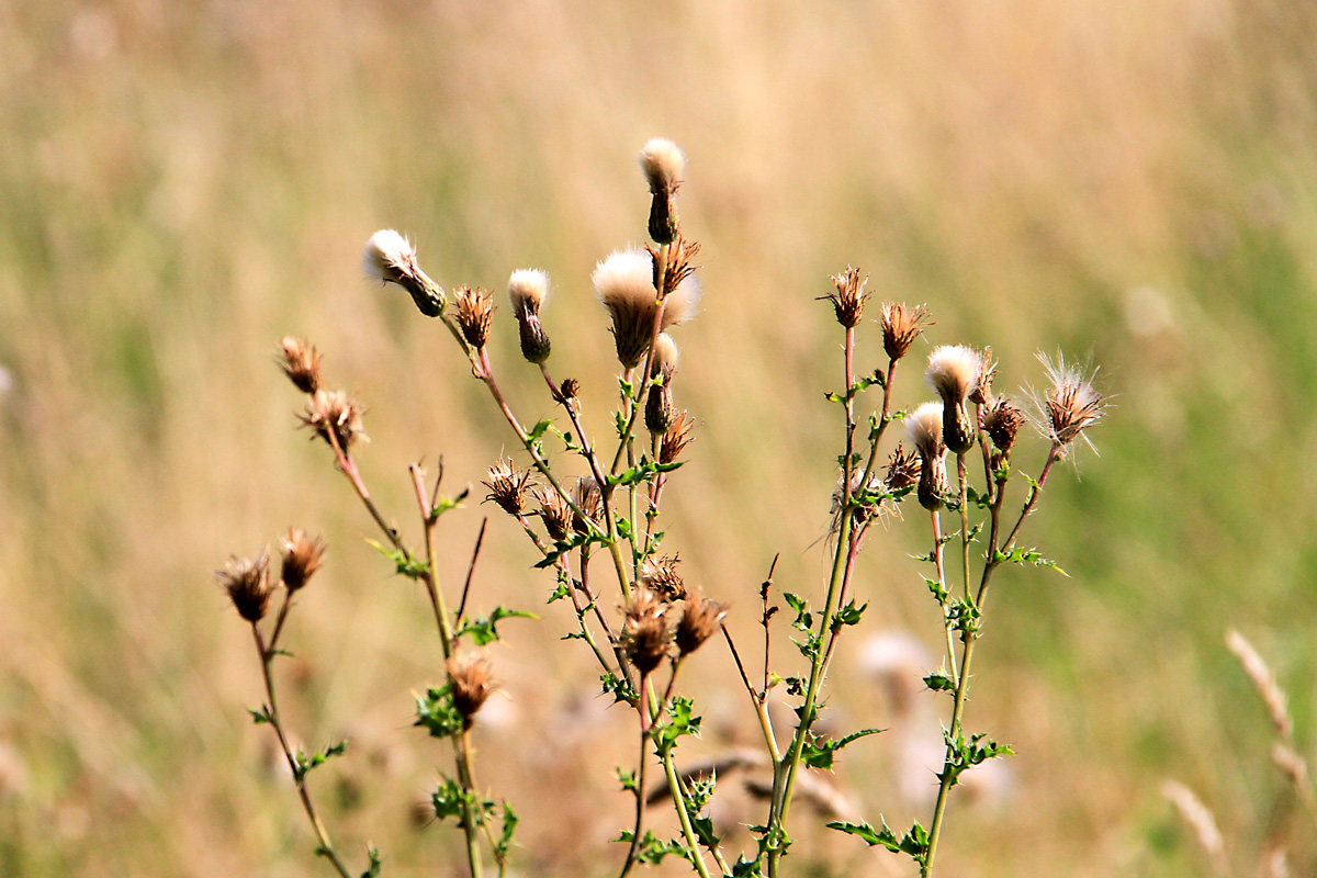 Der Herbst ist nah !