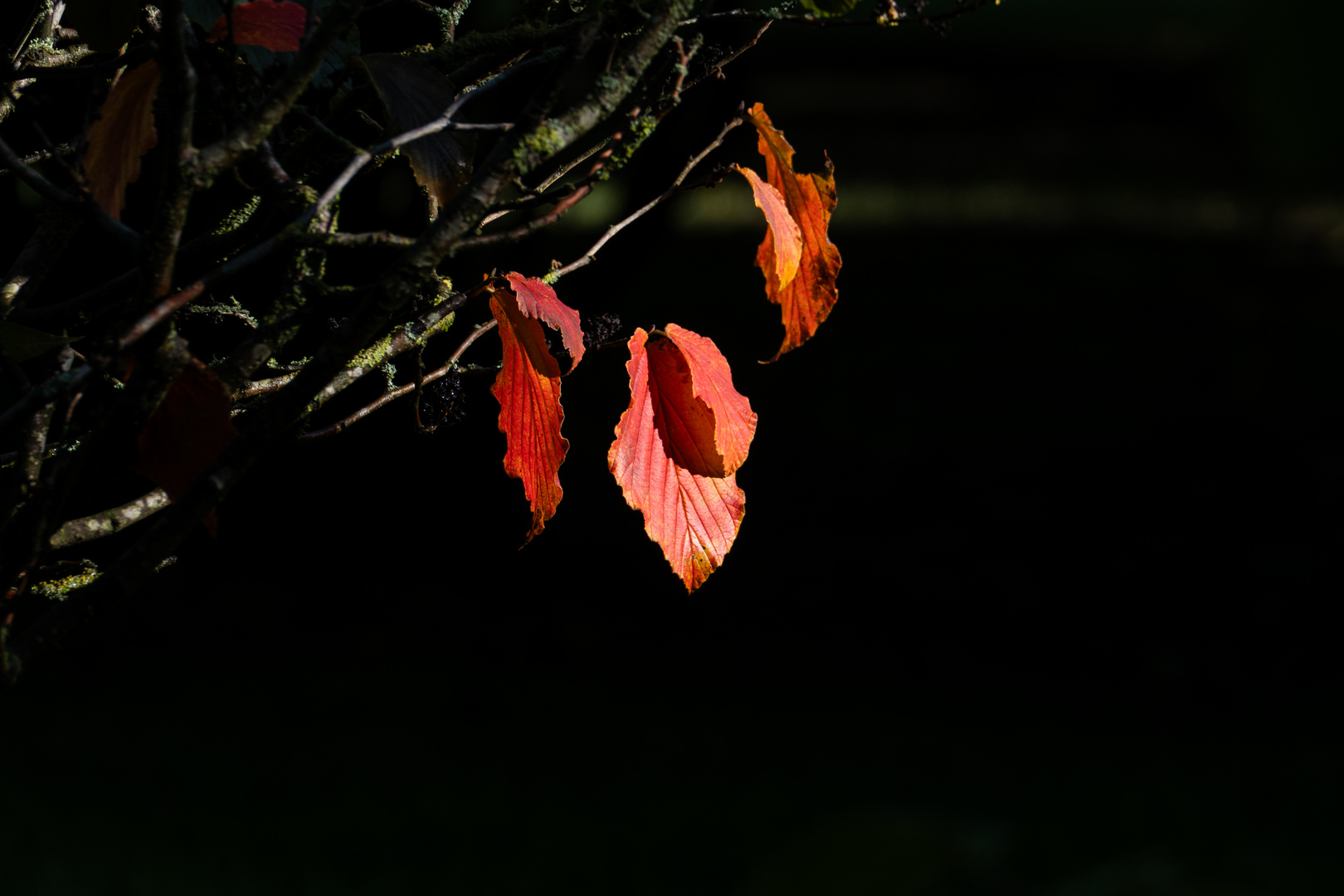 Der Herbst ist nicht nur grau