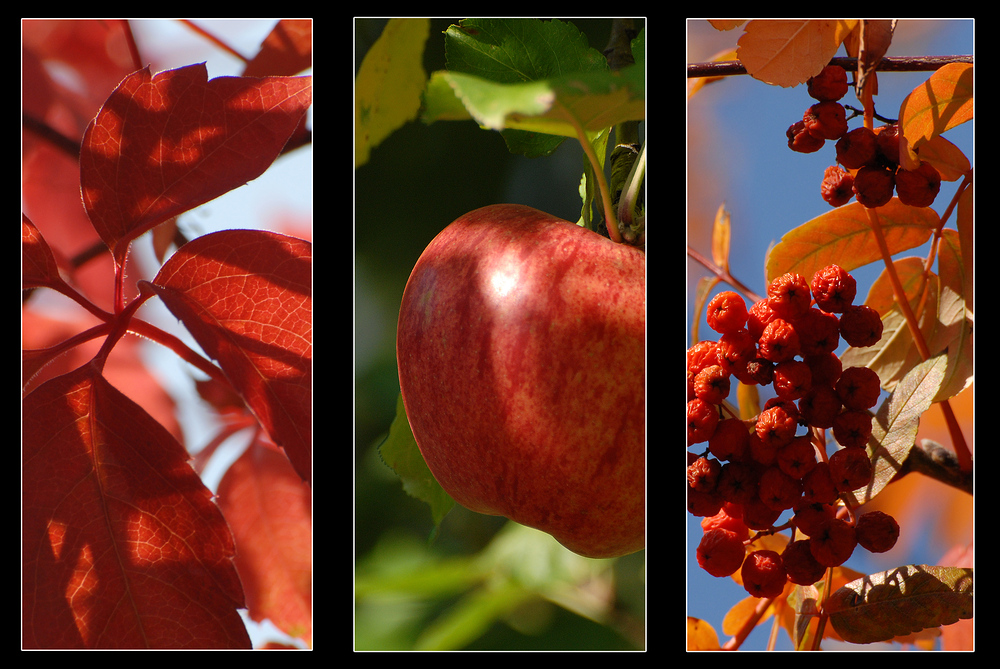 Der Herbst ist rot!