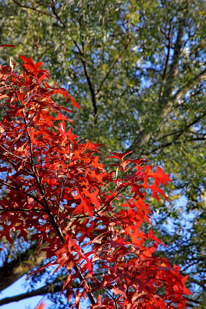 Der Herbst ist schön.