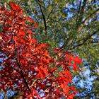 Der Herbst ist schön.