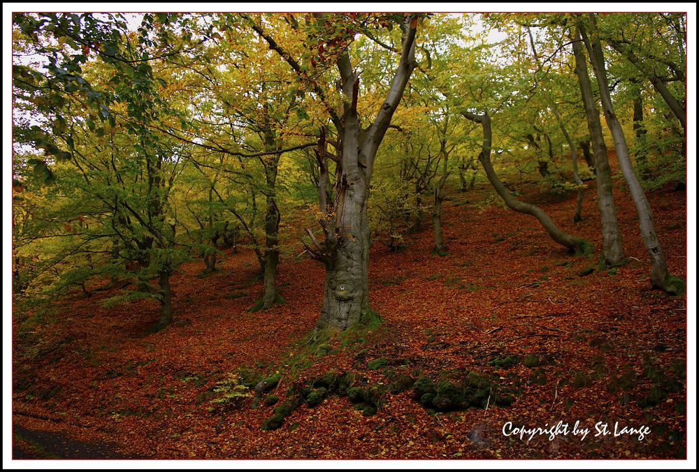 Der Herbst ist schon wieder da