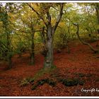 Der Herbst ist schon wieder da