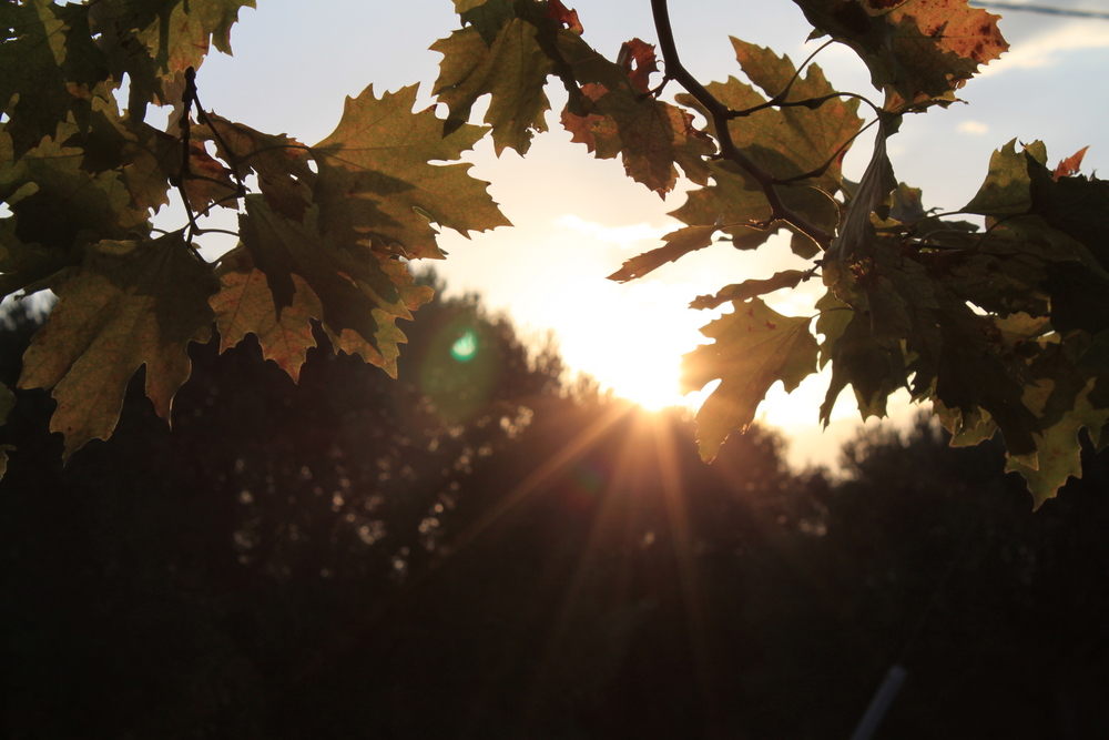 Der Herbst ist schon zu Ende.