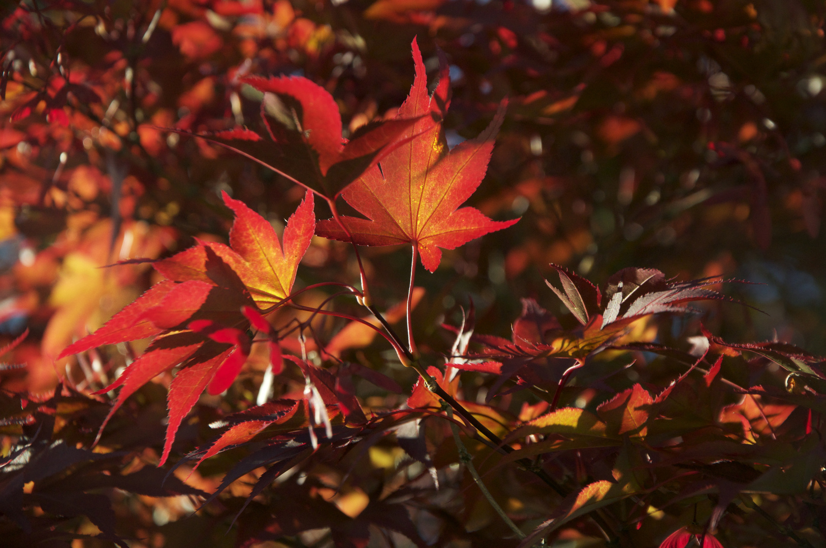 der Herbst ist seiner vollen Farbenpracht