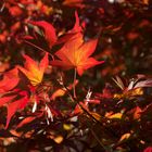 der Herbst ist seiner vollen Farbenpracht