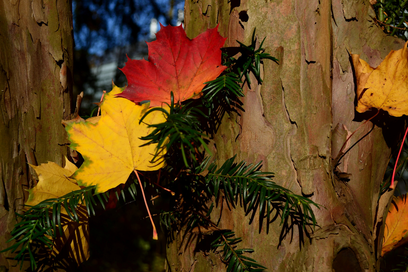 Der Herbst ist so schön