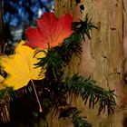 Der Herbst ist so schön