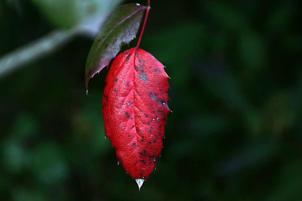 der Herbst ist verliebt in Rot